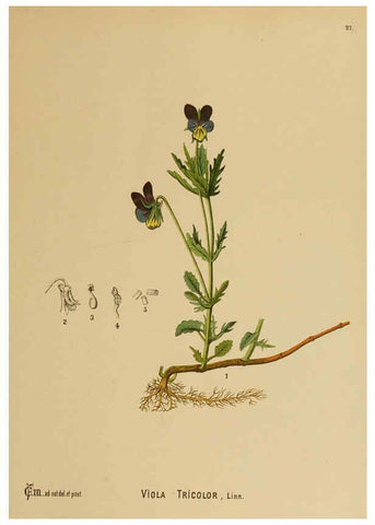 Reproducción/Reproduction 6025949904: American medicinal plants New York,Boericke & Tafel,c1887