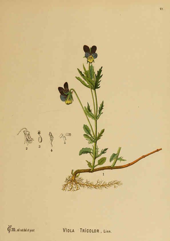 Reproducción/Reproduction 6025949904: American medicinal plants New York,Boericke & Tafel,c1887