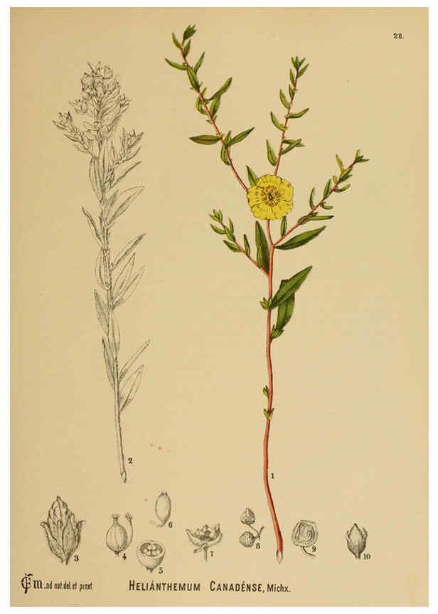 Reproducción/Reproduction 6025394997: American medicinal plants New York,Boericke & Tafel,c1887