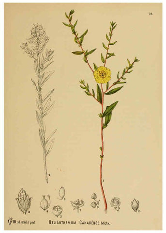Reproducción/Reproduction 6025394997: American medicinal plants New York,Boericke & Tafel,c1887