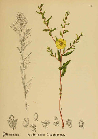 Reproducción/Reproduction 6025394997: American medicinal plants New York,Boericke & Tafel,c1887