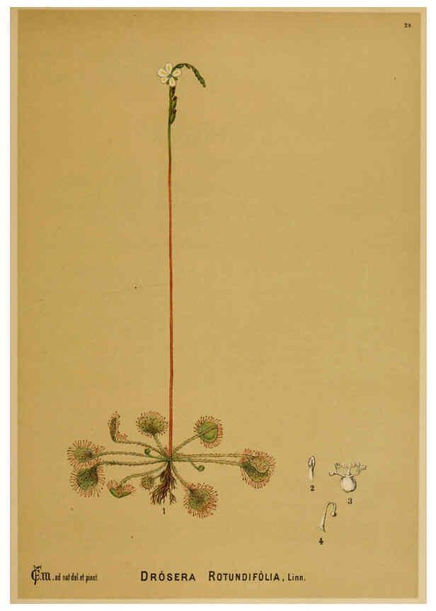 Reproducción/Reproduction 6025395317: American medicinal plants New York,Boericke & Tafel,c1887