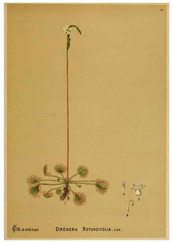 Reproducción/Reproduction 6025395317: American medicinal plants New York,Boericke & Tafel,c1887