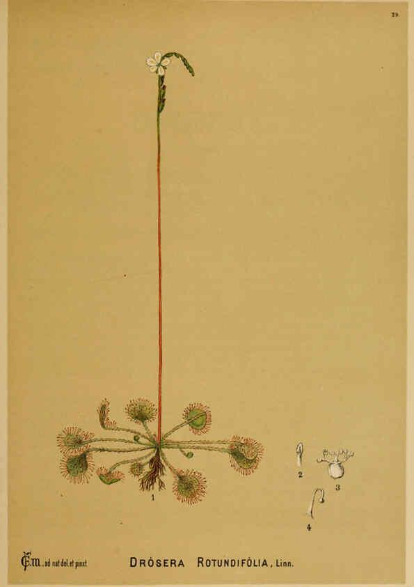 Reproducción/Reproduction 6025395317: American medicinal plants New York,Boericke & Tafel,c1887