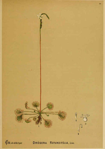 Reproducción/Reproduction 6025395317: American medicinal plants New York,Boericke & Tafel,c1887