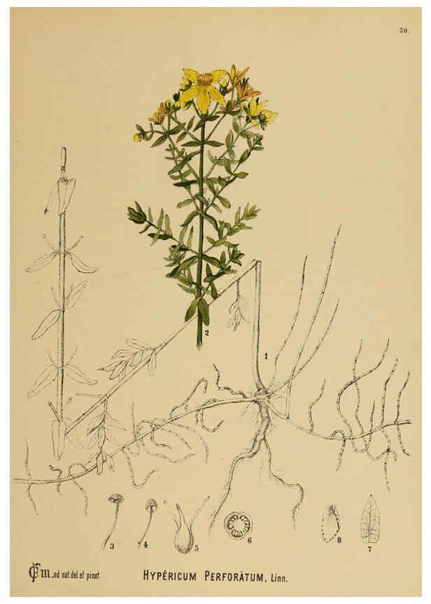 Reproducción/Reproduction 6025950800: American medicinal plants New York,Boericke & Tafel,c1887