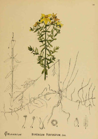 Reproducción/Reproduction 6025950800: American medicinal plants New York,Boericke & Tafel,c1887