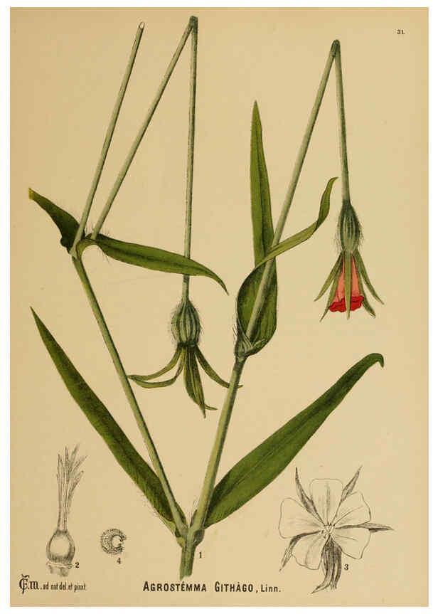 Reproducción/Reproduction 6025951014: American medicinal plants New York,Boericke & Tafel,c1887