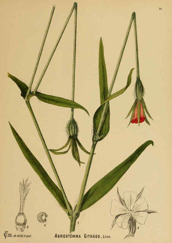 Reproducción/Reproduction 6025951014: American medicinal plants New York,Boericke & Tafel,c1887