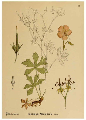 Reproducción/Reproduction 6025951222: American medicinal plants New York,Boericke & Tafel,c1887