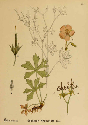 Reproducción/Reproduction 6025951222: American medicinal plants New York,Boericke & Tafel,c1887