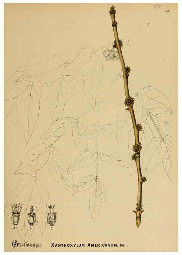 Reproducción/Reproduction 6025951518: American medicinal plants New York,Boericke & Tafel,c1887