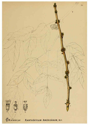 Reproducción/Reproduction 6025951518: American medicinal plants New York,Boericke & Tafel,c1887