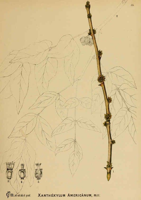 Reproducción/Reproduction 6025951518: American medicinal plants New York,Boericke & Tafel,c1887