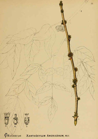 Reproducción/Reproduction 6025951518: American medicinal plants New York,Boericke & Tafel,c1887