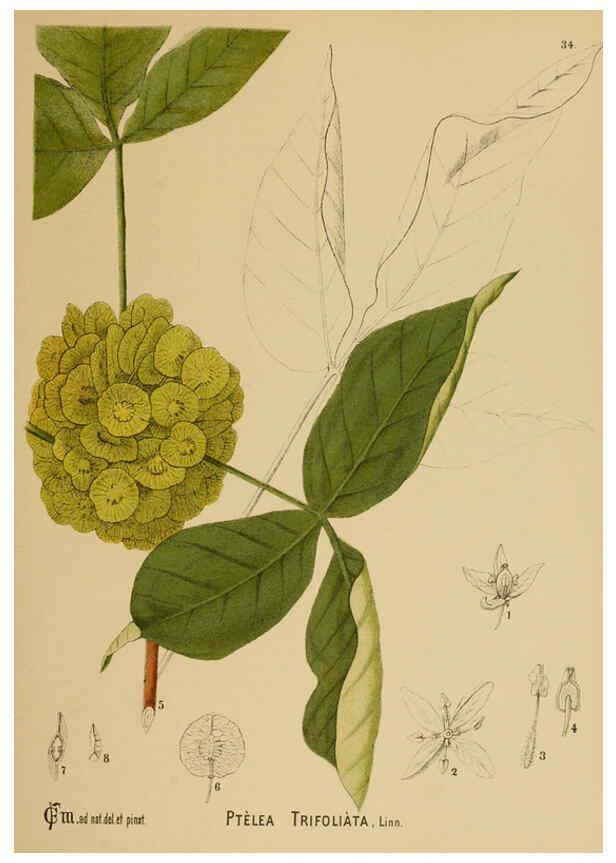 Reproducción/Reproduction 6025396529: American medicinal plants New York,Boericke & Tafel,c1887