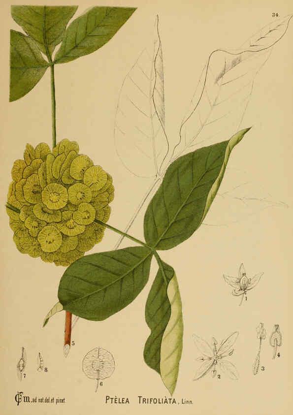 Reproducción/Reproduction 6025396529: American medicinal plants New York,Boericke & Tafel,c1887