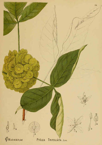 Reproducción/Reproduction 6025396529: American medicinal plants New York,Boericke & Tafel,c1887