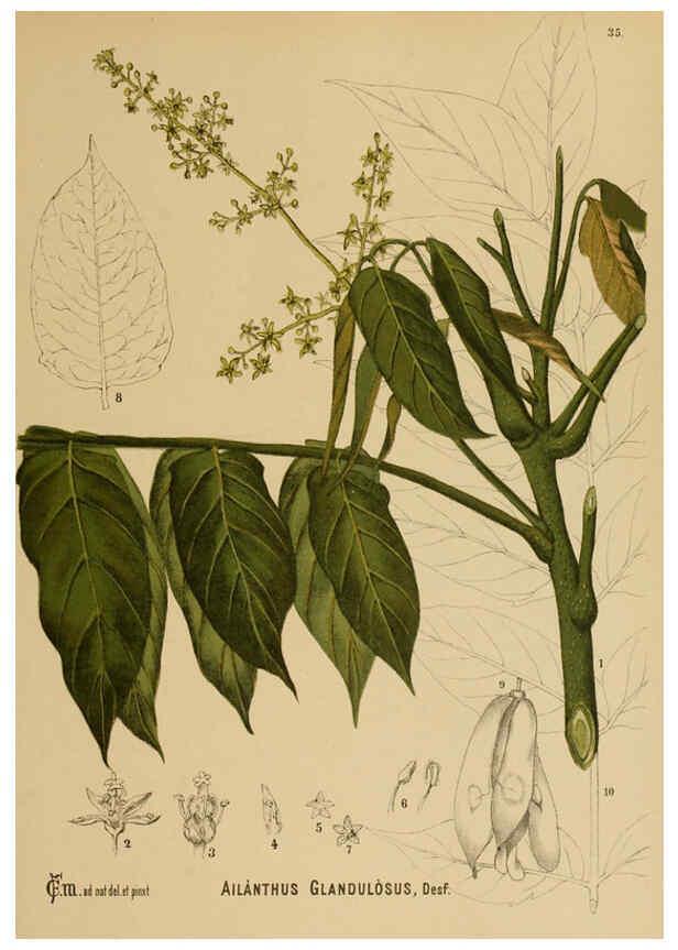 Reproducción/Reproduction 6025396753: American medicinal plants New York,Boericke & Tafel,c1887