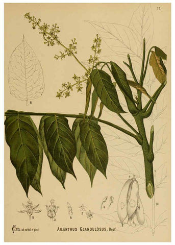 Reproducción/Reproduction 6025396753: American medicinal plants New York,Boericke & Tafel,c1887