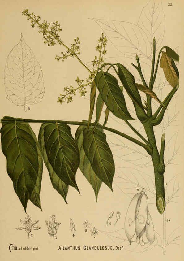 Reproducción/Reproduction 6025396753: American medicinal plants New York,Boericke & Tafel,c1887