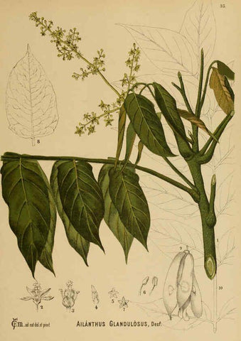 Reproducción/Reproduction 6025396753: American medicinal plants New York,Boericke & Tafel,c1887