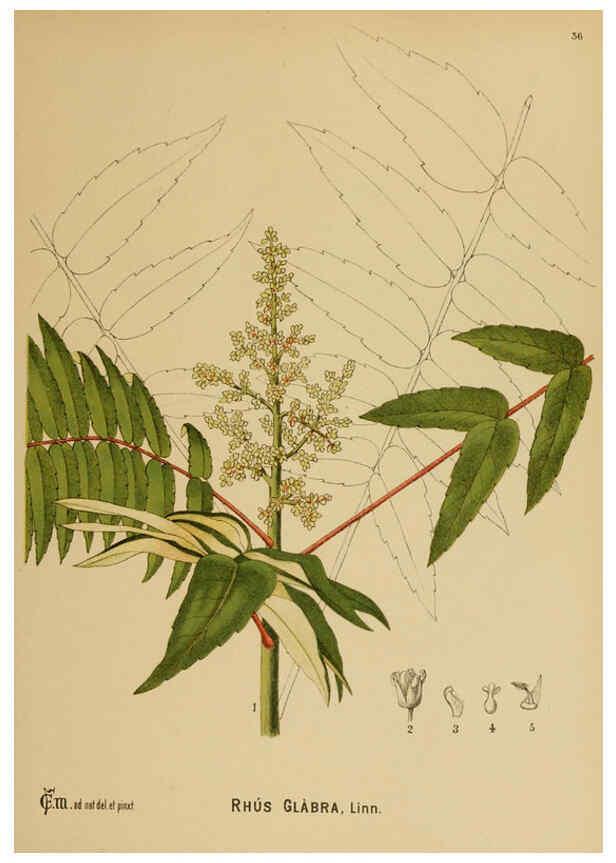Reproducción/Reproduction 6025397017: American medicinal plants New York,Boericke & Tafel,c1887