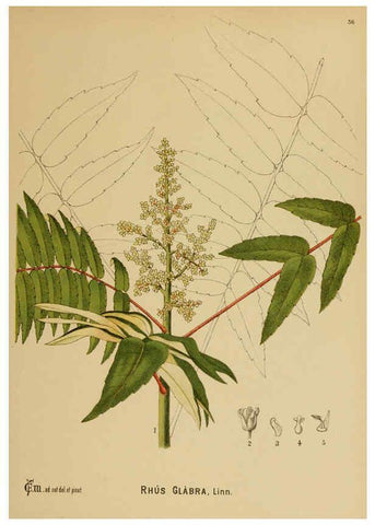 Reproducción/Reproduction 6025397017: American medicinal plants New York,Boericke & Tafel,c1887