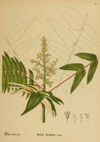 Reproducción/Reproduction 6025397017: American medicinal plants New York,Boericke & Tafel,c1887