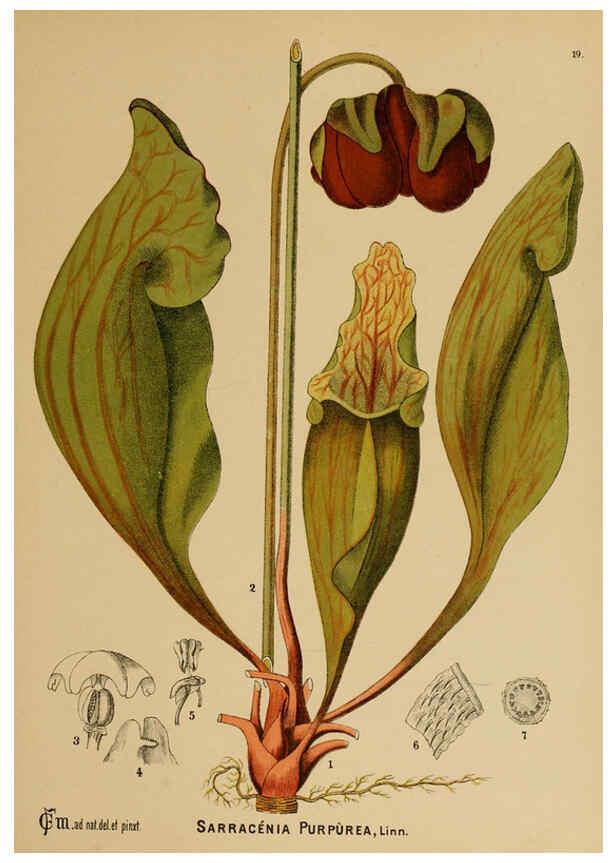Reproducción/Reproduction 6025947518: American medicinal plants New York,Boericke & Tafel,c1887