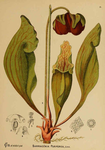 Reproducción/Reproduction 6025947518: American medicinal plants New York,Boericke & Tafel,c1887