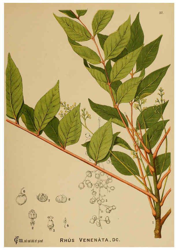 Reproducción/Reproduction 6025397369: American medicinal plants New York,Boericke & Tafel,c1887