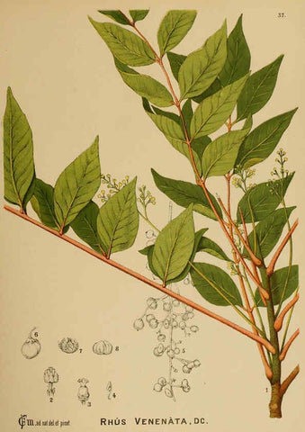 Reproducción/Reproduction 6025397369: American medicinal plants New York,Boericke & Tafel,c1887
