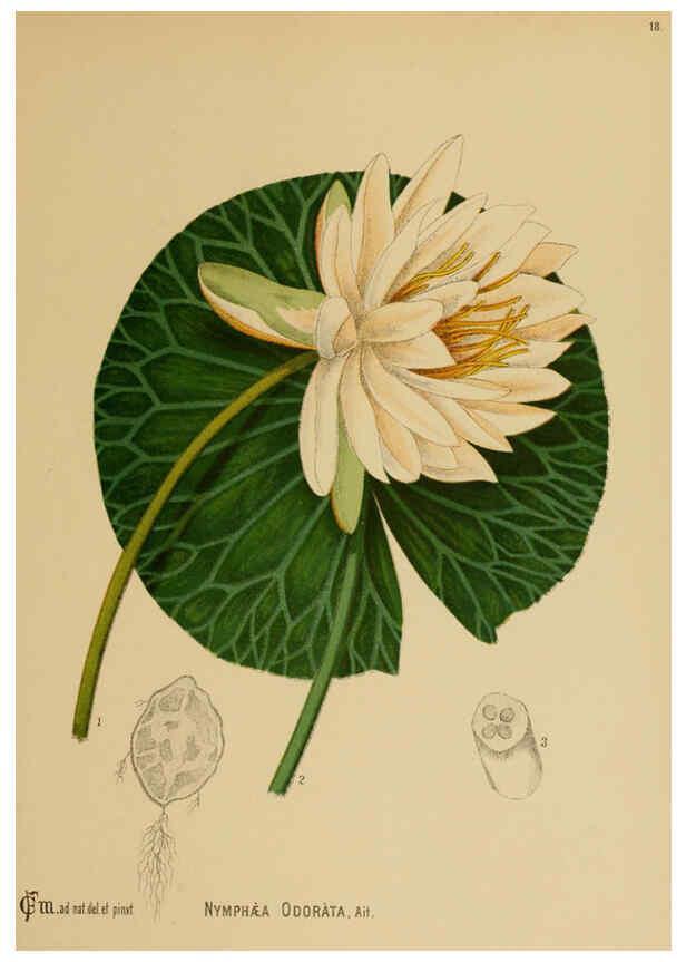 Reproducción/Reproduction 6025947260: American medicinal plants New York,Boericke & Tafel,c1887