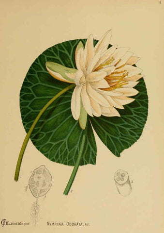 Reproducción/Reproduction 6025947260: American medicinal plants New York,Boericke & Tafel,c1887