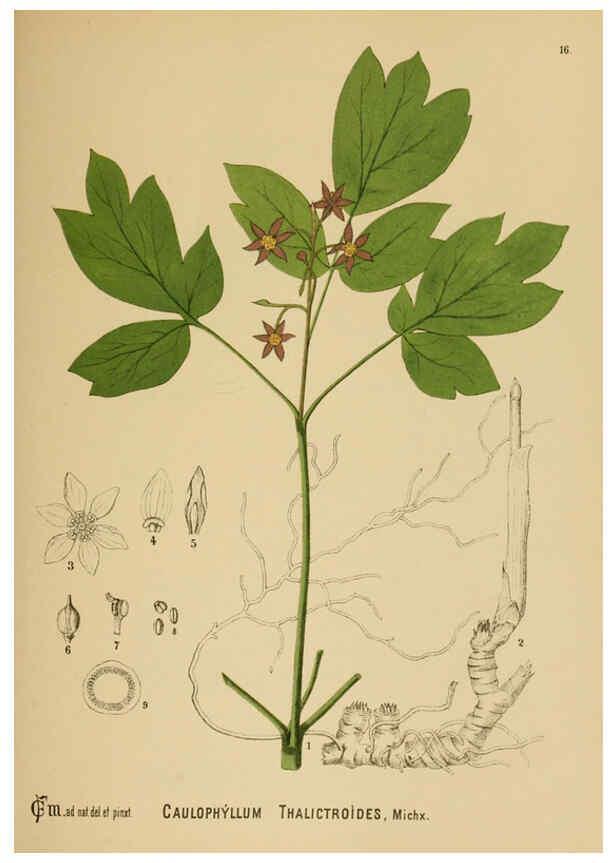 Reproducción/Reproduction 6025391079: American medicinal plants New York,Boericke & Tafel,c1887