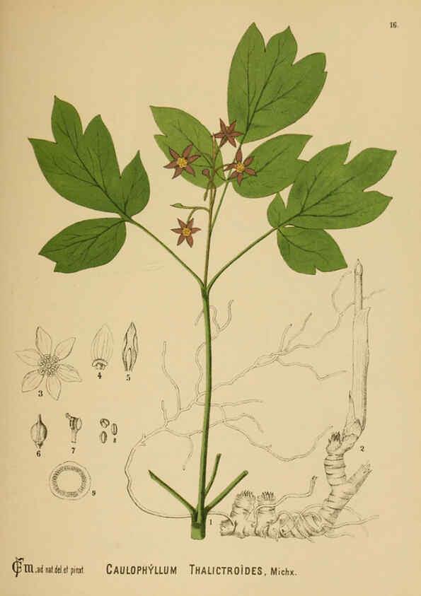Reproducción/Reproduction 6025391079: American medicinal plants New York,Boericke & Tafel,c1887