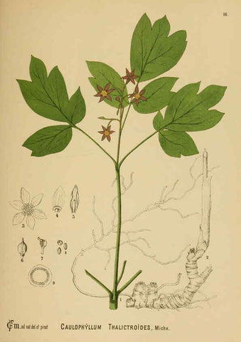 Reproducción/Reproduction 6025391079: American medicinal plants New York,Boericke & Tafel,c1887