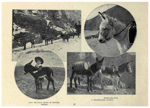 Reproducción/Reproduction 6025809304: The Burro book Pueblo, Colo. :S.M. McCandless,c1900