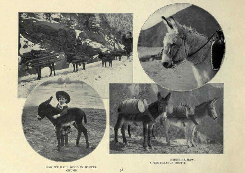 Reproducción/Reproduction 6025809304: The Burro book Pueblo, Colo. :S.M. McCandless,c1900