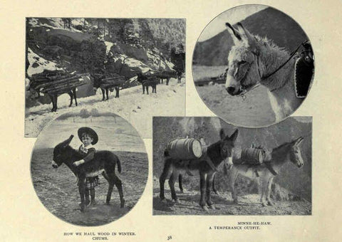 Reproducción/Reproduction 6025809304: The Burro book Pueblo, Colo. :S.M. McCandless,c1900