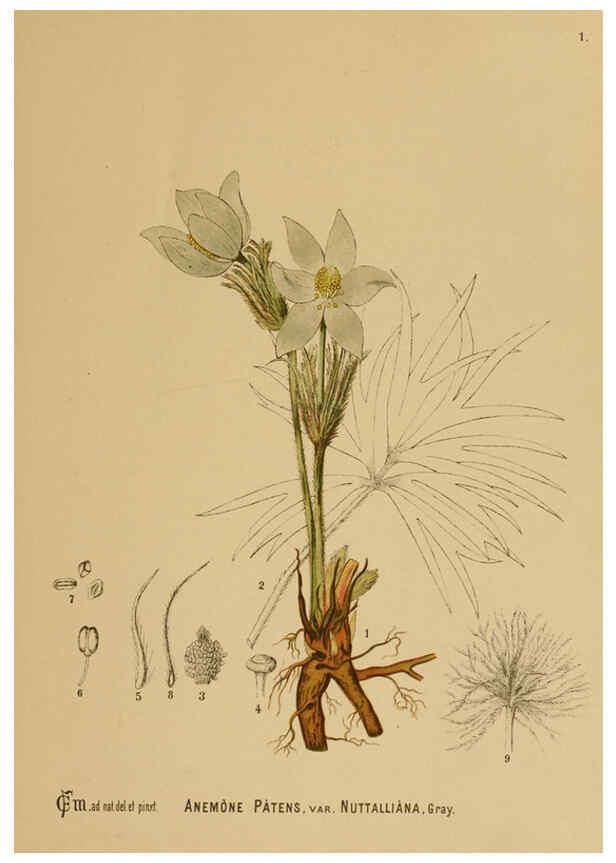 Reproducción/Reproduction 6025941776: American medicinal plants New York,Boericke & Tafel,c1887