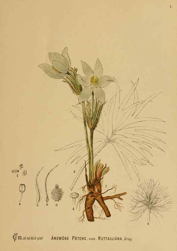 Reproducción/Reproduction 6025941776: American medicinal plants New York,Boericke & Tafel,c1887