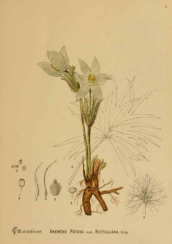 Reproducción/Reproduction 6025941776: American medicinal plants New York,Boericke & Tafel,c1887