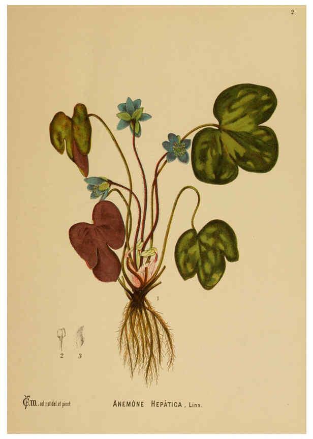 Reproducción/Reproduction 6025386733: American medicinal plants New York,Boericke & Tafel,c1887