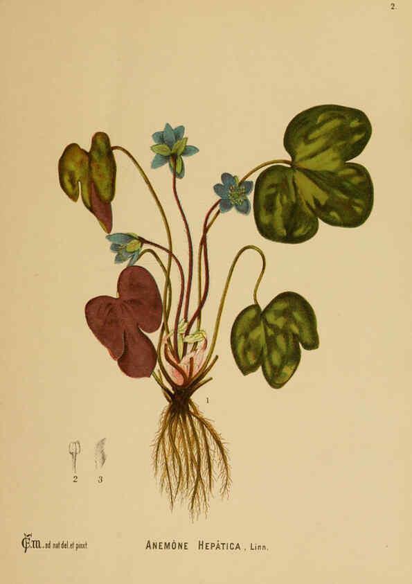 Reproducción/Reproduction 6025386733: American medicinal plants New York,Boericke & Tafel,c1887