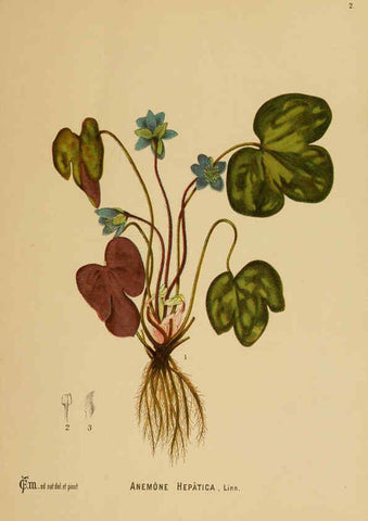 Reproducción/Reproduction 6025386733: American medicinal plants New York,Boericke & Tafel,c1887