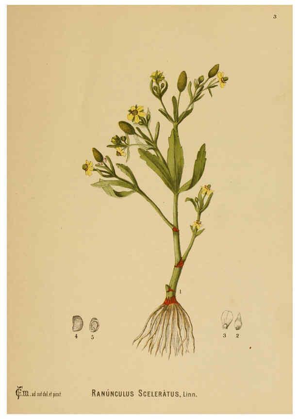 Reproducción/Reproduction 6025942380: American medicinal plants New York,Boericke & Tafel,c1887