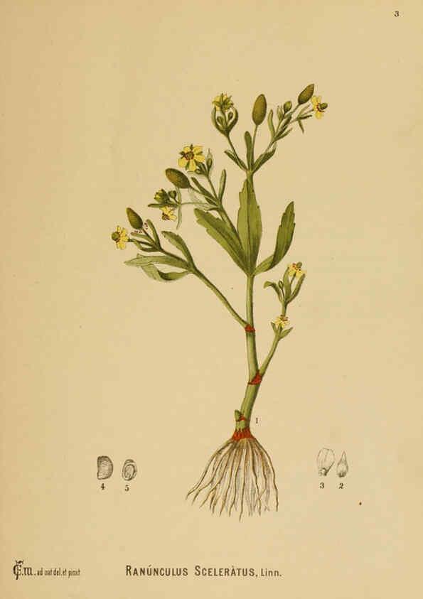 Reproducción/Reproduction 6025942380: American medicinal plants New York,Boericke & Tafel,c1887