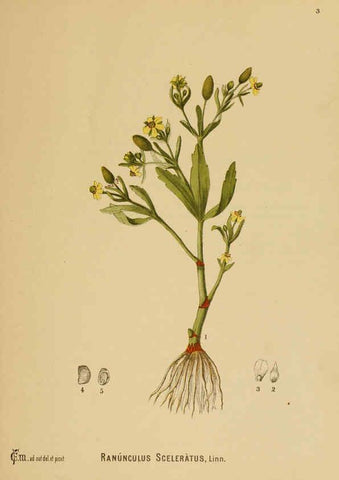 Reproducción/Reproduction 6025942380: American medicinal plants New York,Boericke & Tafel,c1887